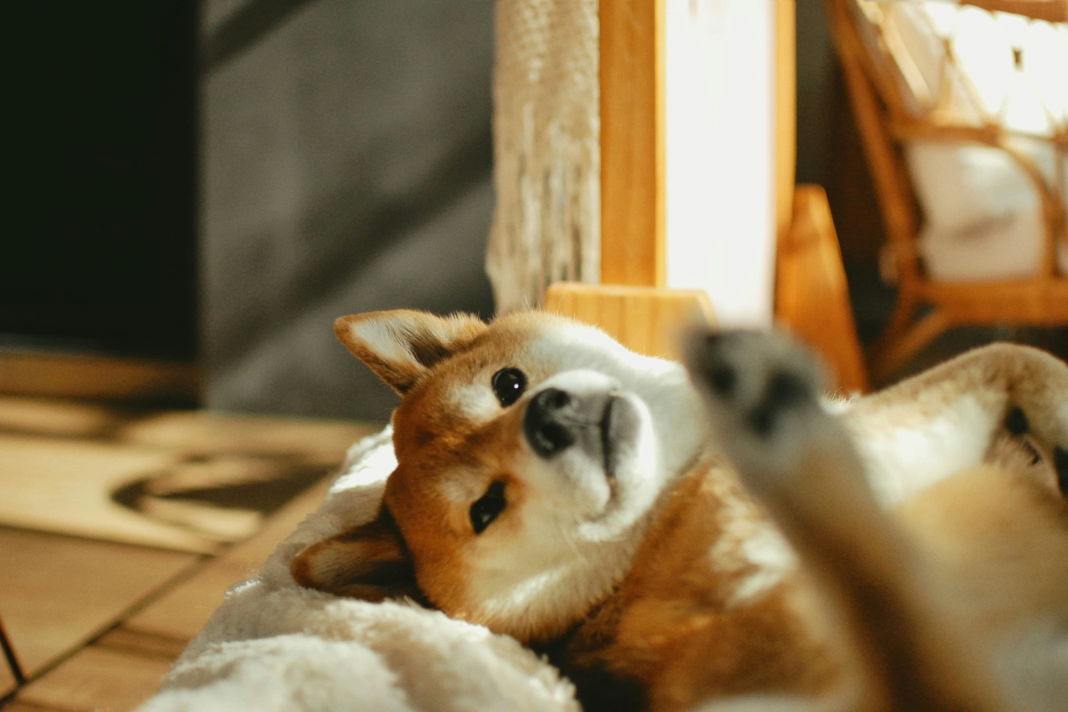 Africa AI Startups: Why the Next Wave of Unicorns Will Rise from the Continent